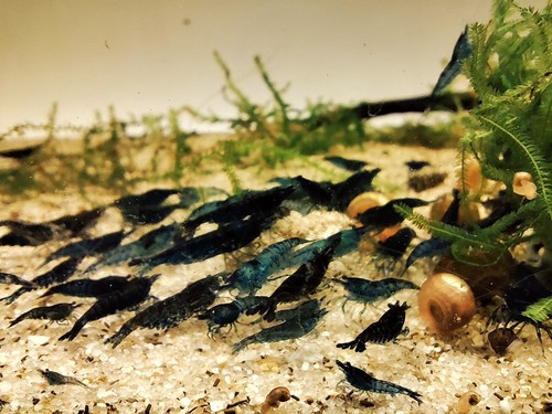 Crevettes blue velvet - blue,