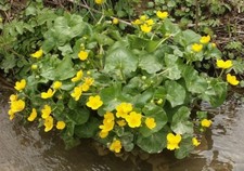  caltha palustris populage des