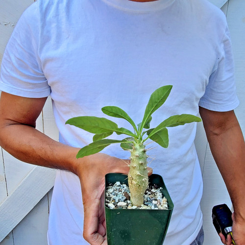 Pachypodium saundersii cactus - pachypodium,