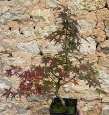Pré Bonsai Érable Du Japon