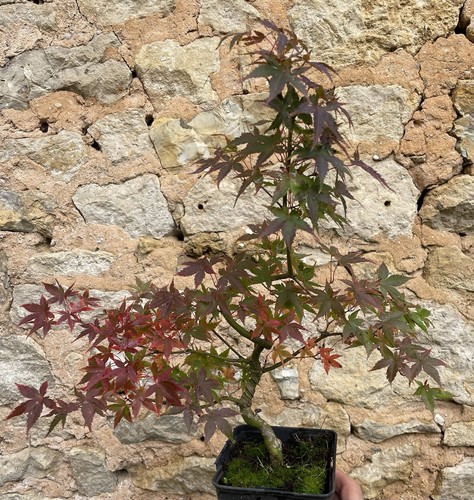 Pré bonsai érable - pré, du