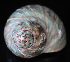 Turbo Impérial n°1 – Nacre – Coquillage de Collection