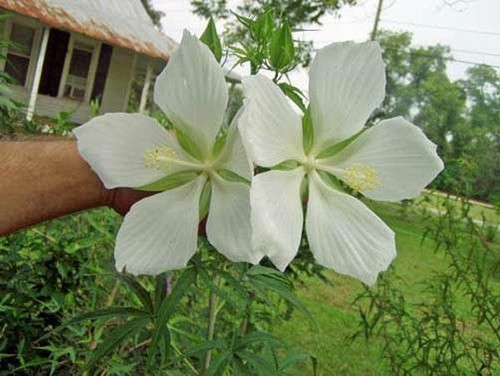 Hibiscus coccineus alba 10 - hibiscus,