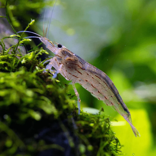 Lot crevettes amano - de, 5
