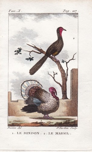 Marailguan dinde meleagris - dinde,