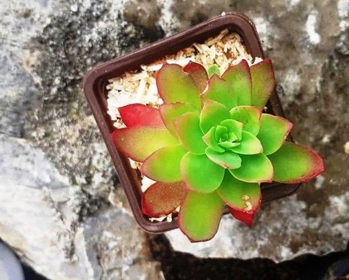 Plantes grasses - 15,