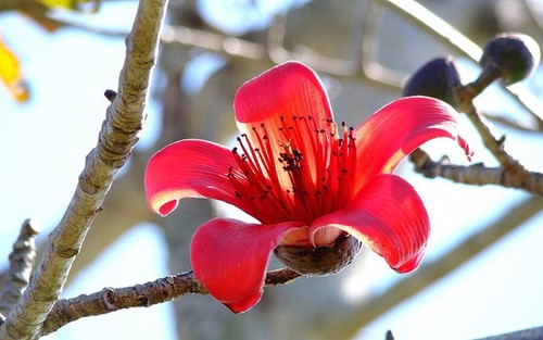 Malabar silk cotton tree - malabar, silk-cotton