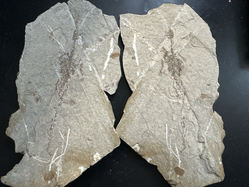 Reptile fossile hyphalosaure - reptile, fossile: