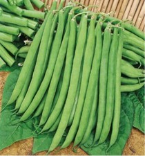 Lot De 40 Graines De Haricot Vert Nain Contender Semences Graines Seed