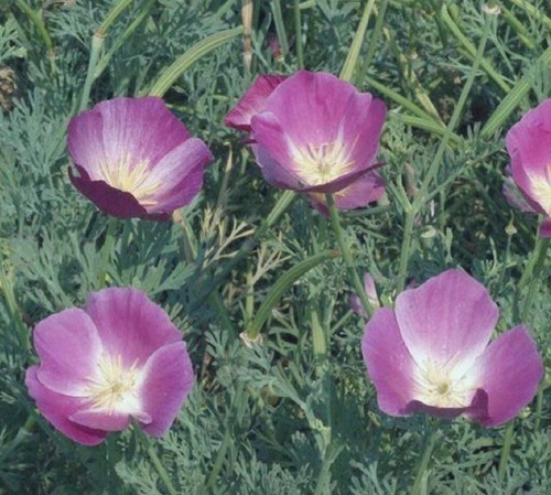 Graines pavot de - graines,