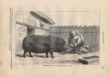 Essex au Sanglier And Truie Sau Cochon Gravure sur Bois De 1866 Hirscheber