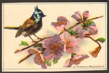 CHROME APPLE BLOSSOMS & BLUE MESANGE BIRD GOOD POINT??