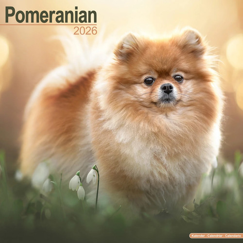 Calendrier 2026 spitz - calendrier,