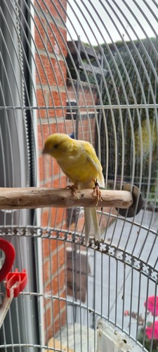 Cage oiseaux - cage, à