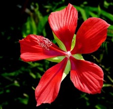 20 graines d' ETOILE DU TEXAS(Hibiscus Coccineus)G33 TEXAS STAR SEEDS SAMEN SEMI
