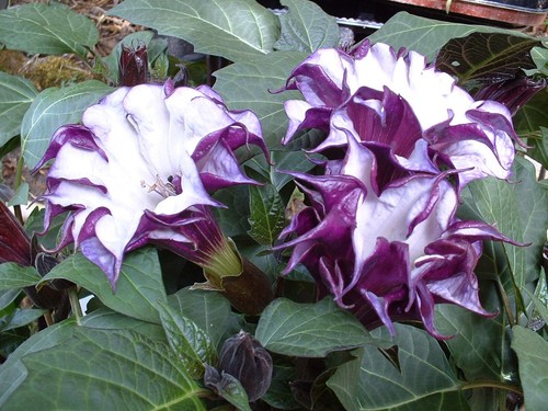 Datura arborea bleu - datura,