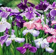 JAPANESE IRIS ENSATA - 100+ SEEDS  - MADE in USA - PLANT NOW! -  LOOK!