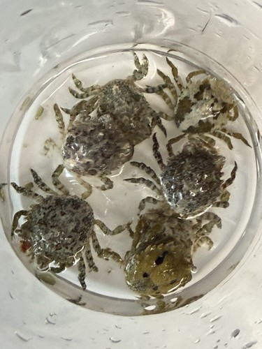 Pithos crab live marine - pithos,