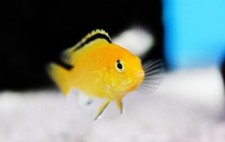 2 Yellow Lab Cichlids (Labidochromis caeruleus)