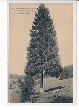 Montagnes du Doubs, La Cueillette des Morilles sous les Sapins - very good