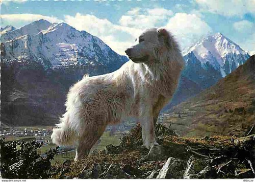 Postcard animals dogs - -,