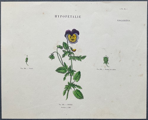 Herbier pensée gravure - pensée,