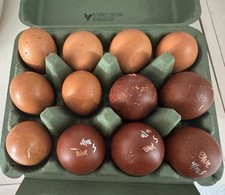 Marans  Hatching eggs