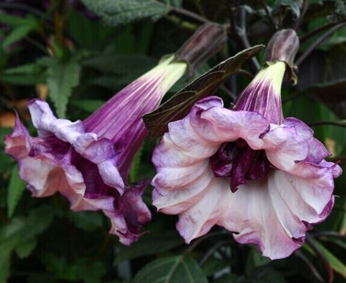 Graines datura violet - graines,