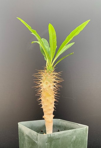 Pachypodium lamerei var