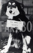 Photo De Presse Vintage Animaux Royaume-Uni Chien À L'Adoption Tirage 18x13 Cm