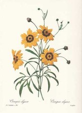 Coreopsis tinctoria - Girl's Eye FACSIMILE by Pierre Joseph Redoute 1833