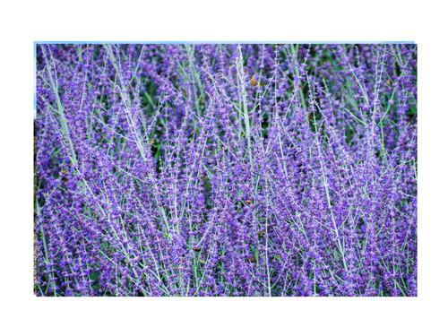 Russian sage live - russian, |