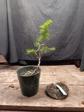 Larch Larix Marschlinsii   for