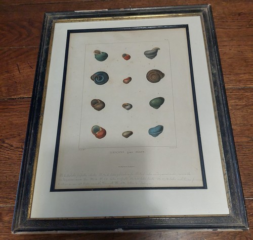 Gravure histoire naturelle