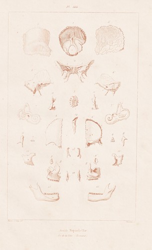Squelette skeleton humain - skeleton,
