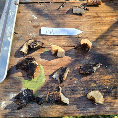 Ugly comfrey root cuttings - ugly, (5