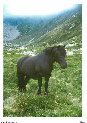 Carte postale animaux - carte,