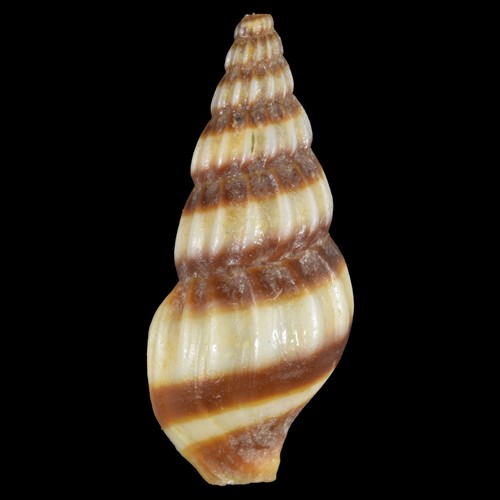 Anentome helena - helena, (thailand)