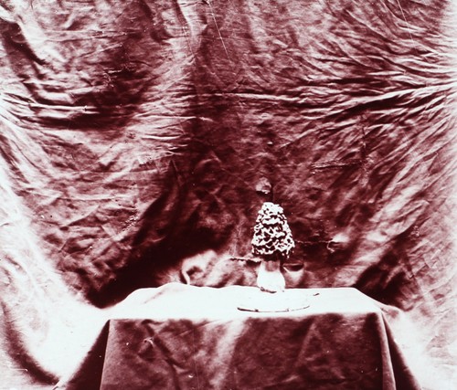 Morille champignon c1910 - morille, photo
