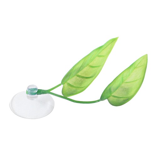 Betta frai terre - ,