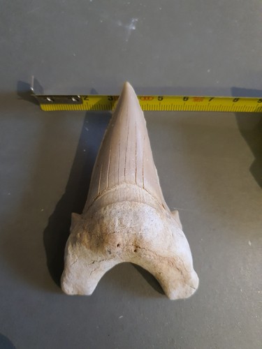 Grosse dent otodus obliquus