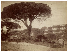 France, Côte-d'Azur, Pins Parasols et Château Saint-Aurélien près Fréjus vi
