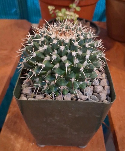 Mammillaria japensis silver - mammillaria, ne