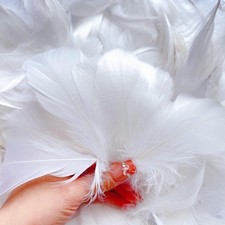 Lot de 300 plumes blanches