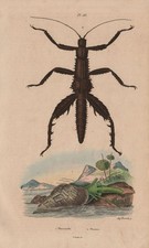 ANIMALS. Phasianellus (Sea snail). Phasme (Stick Insect) 1833 old print