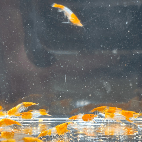 Lot crevettes rili - crevettes,