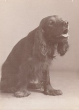 1940s Vintage photo of a cocker spaniel, Found Photos