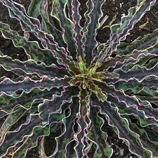 5 Different Mangave STARTER Plants Agave/Manfreda Hybrids GROWERS PICK BLOW OUT
