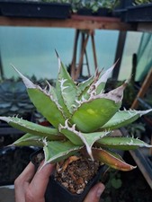 Big rare agave titanota