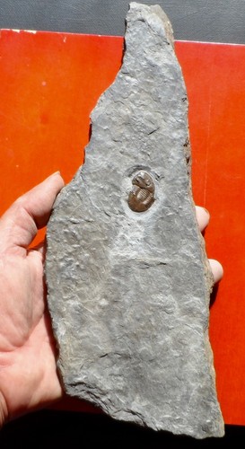 Trilobite ordovicien - trilobite, de